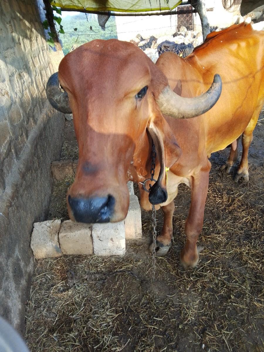 બીજું વેતર