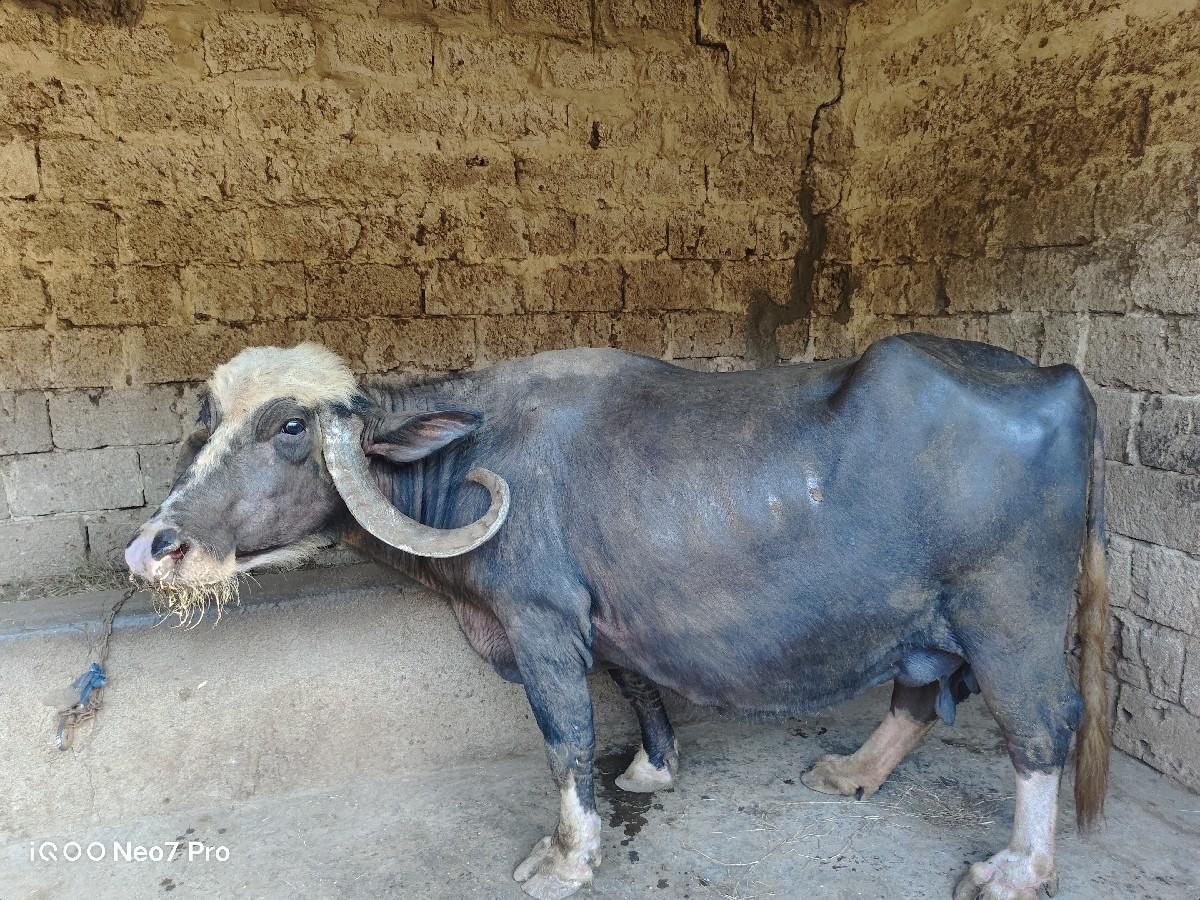 ભેસ વેચવાની છે