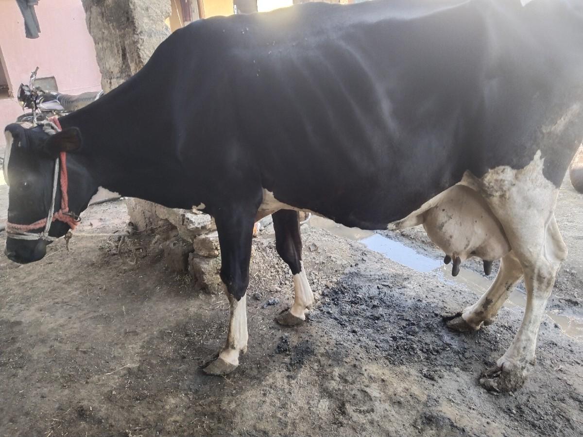 થંબનેલ 2