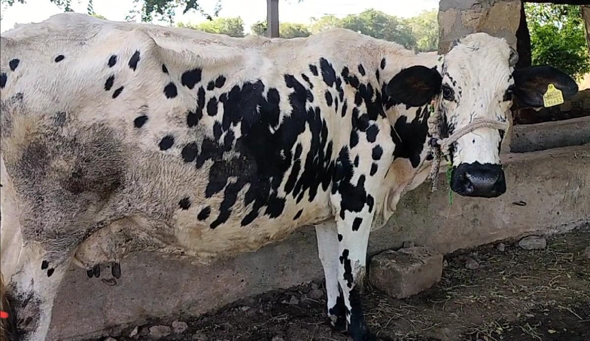 એસેફ ગાય