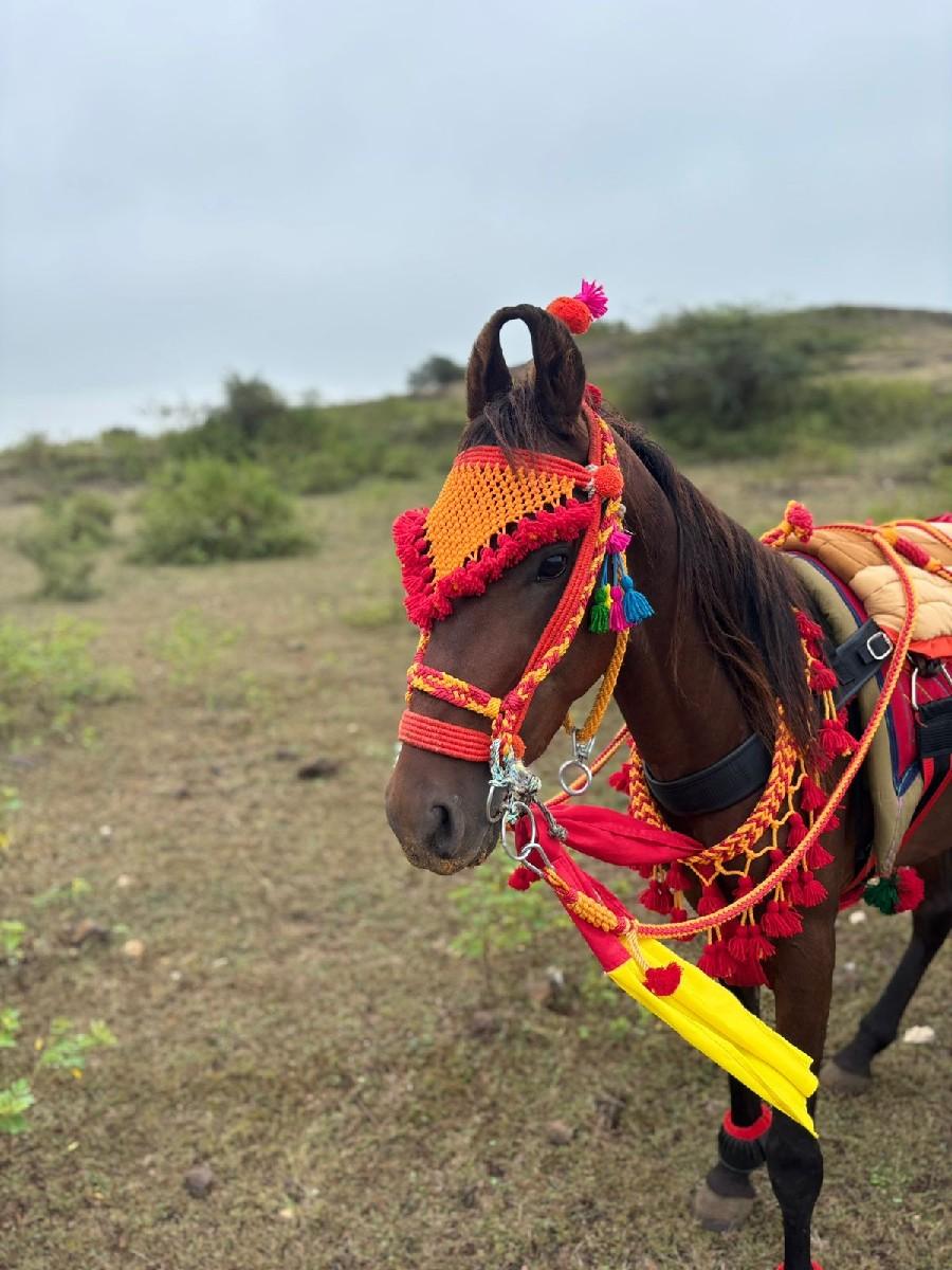 થંબનેલ 2