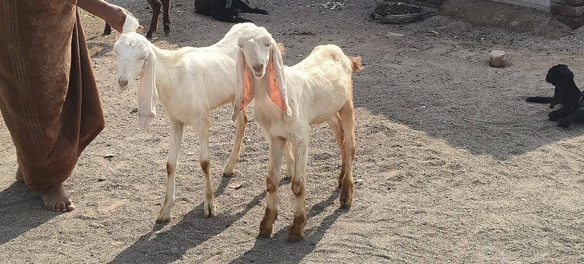 બકારો અને બકારી વેચવા ના સે