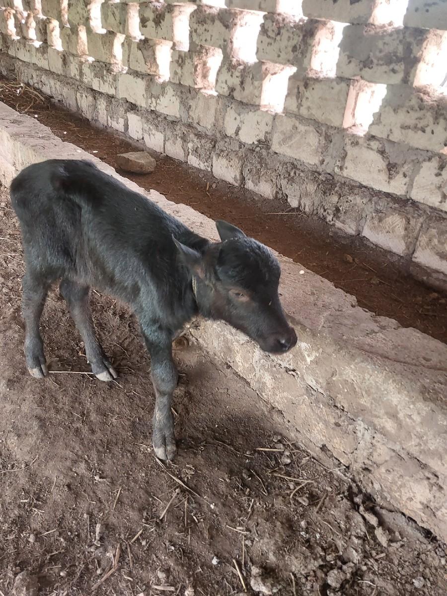 થંબનેલ 2