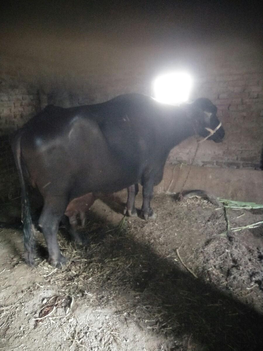 bhesh vechvani chhe.