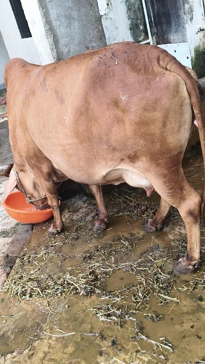 થંબનેલ 3