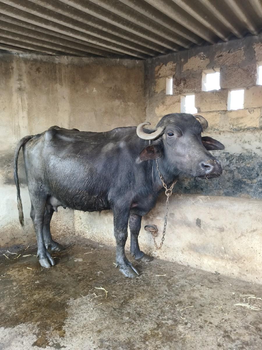 થંબનેલ 2