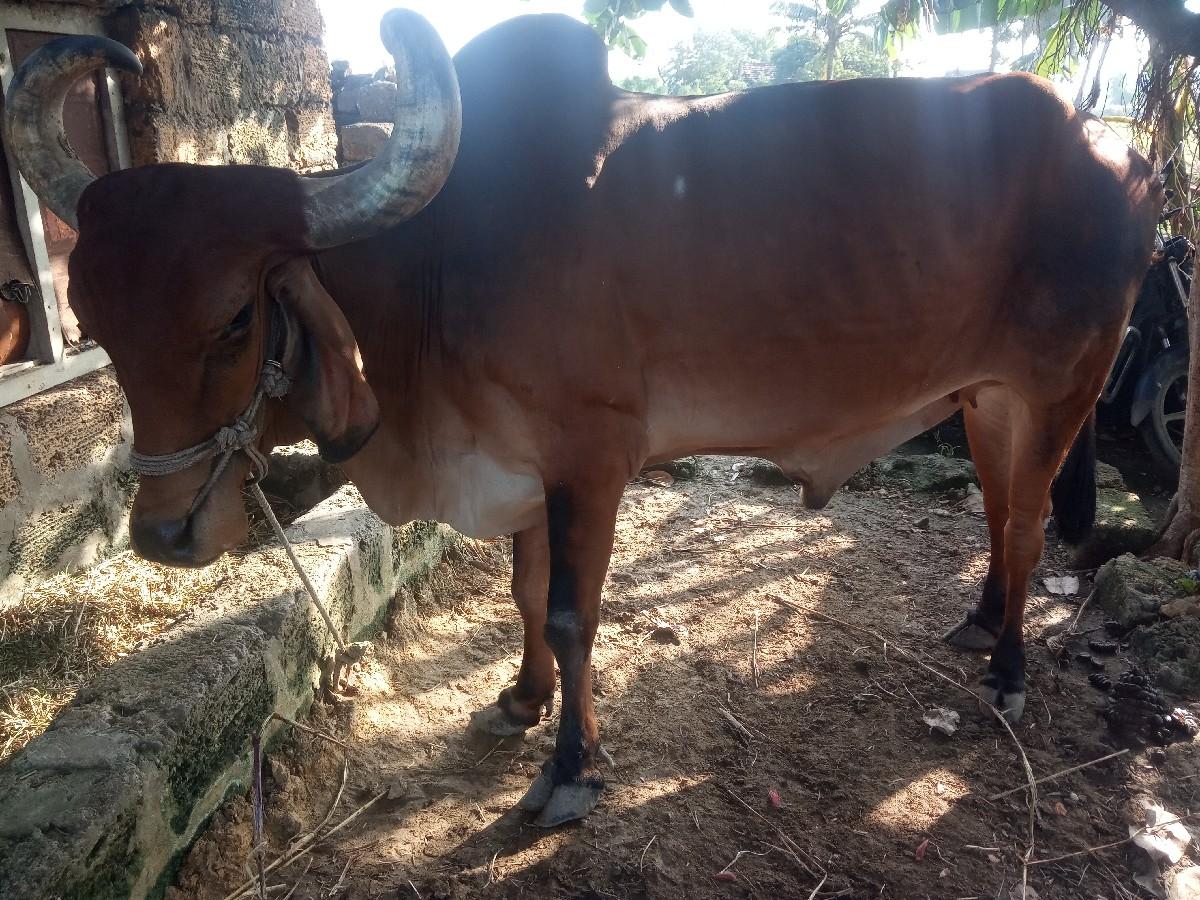 થંબનેલ 2