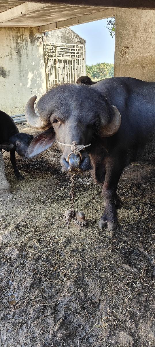 થંબનેલ 2