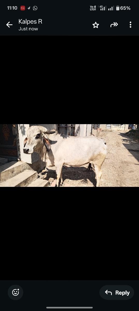 થંબનેલ 2