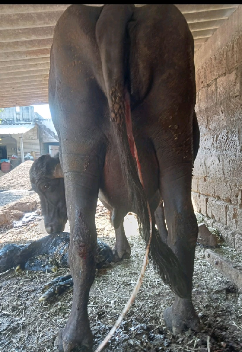 થંબનેલ 2