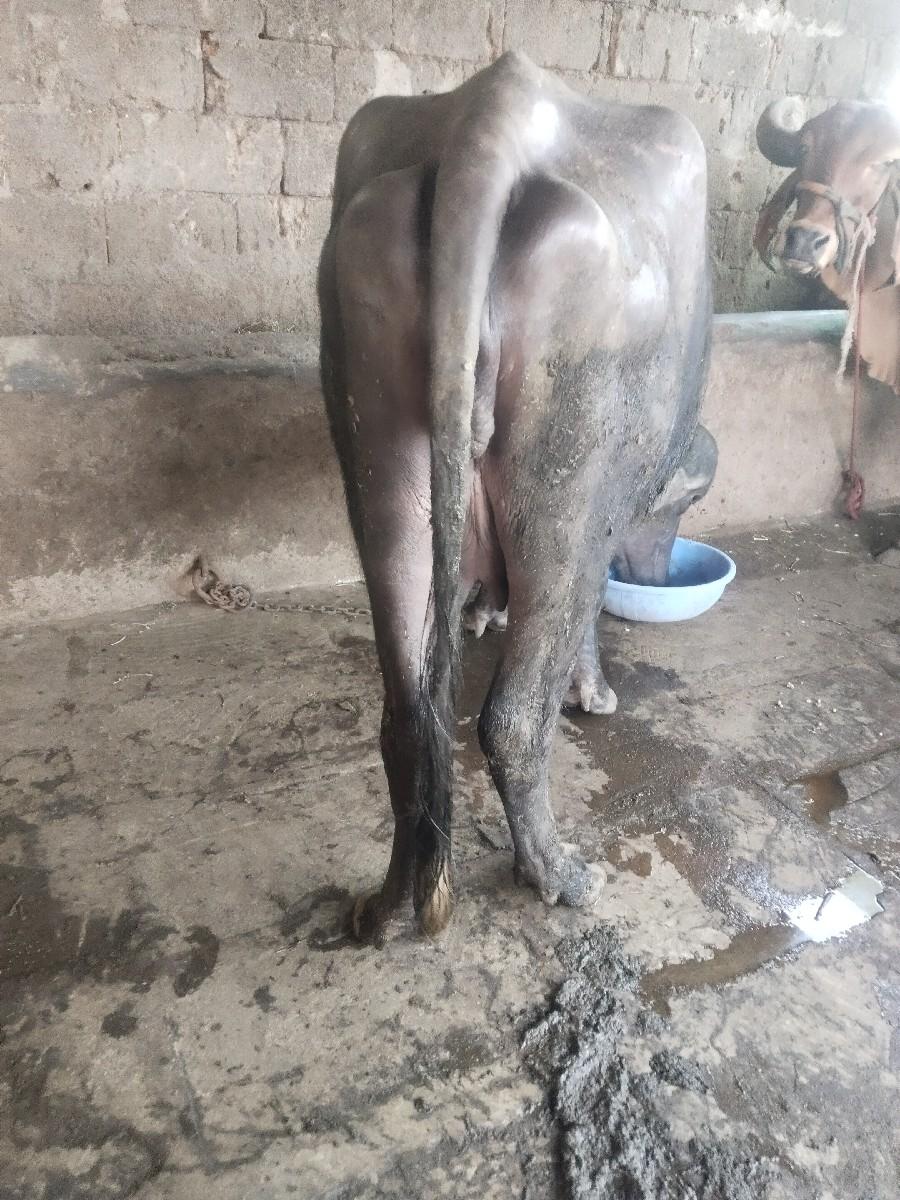 ખડેલી વેચવાની છે