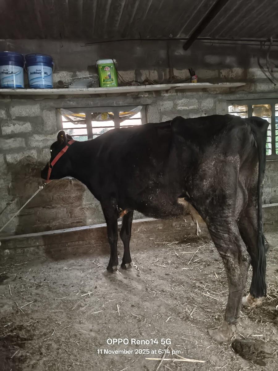 થંબનેલ 3