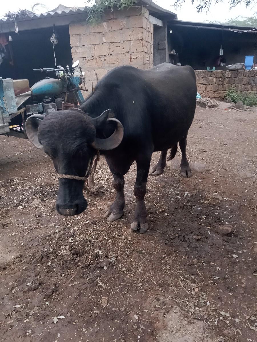 થંબનેલ 2