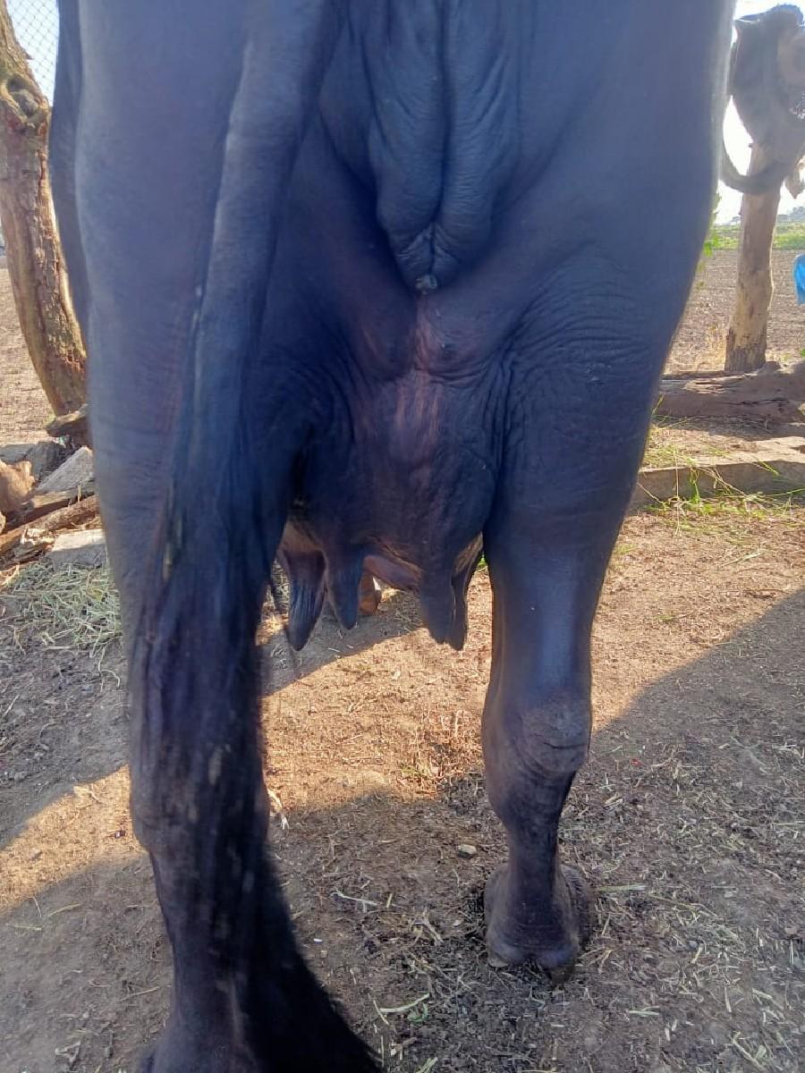 ભેંશ વેશવા ની છે