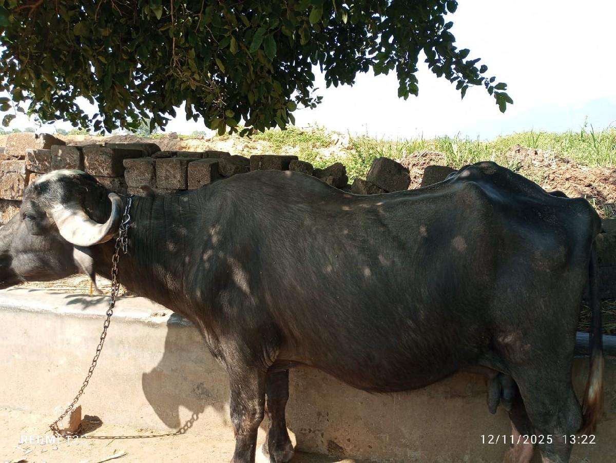 થંબનેલ 2