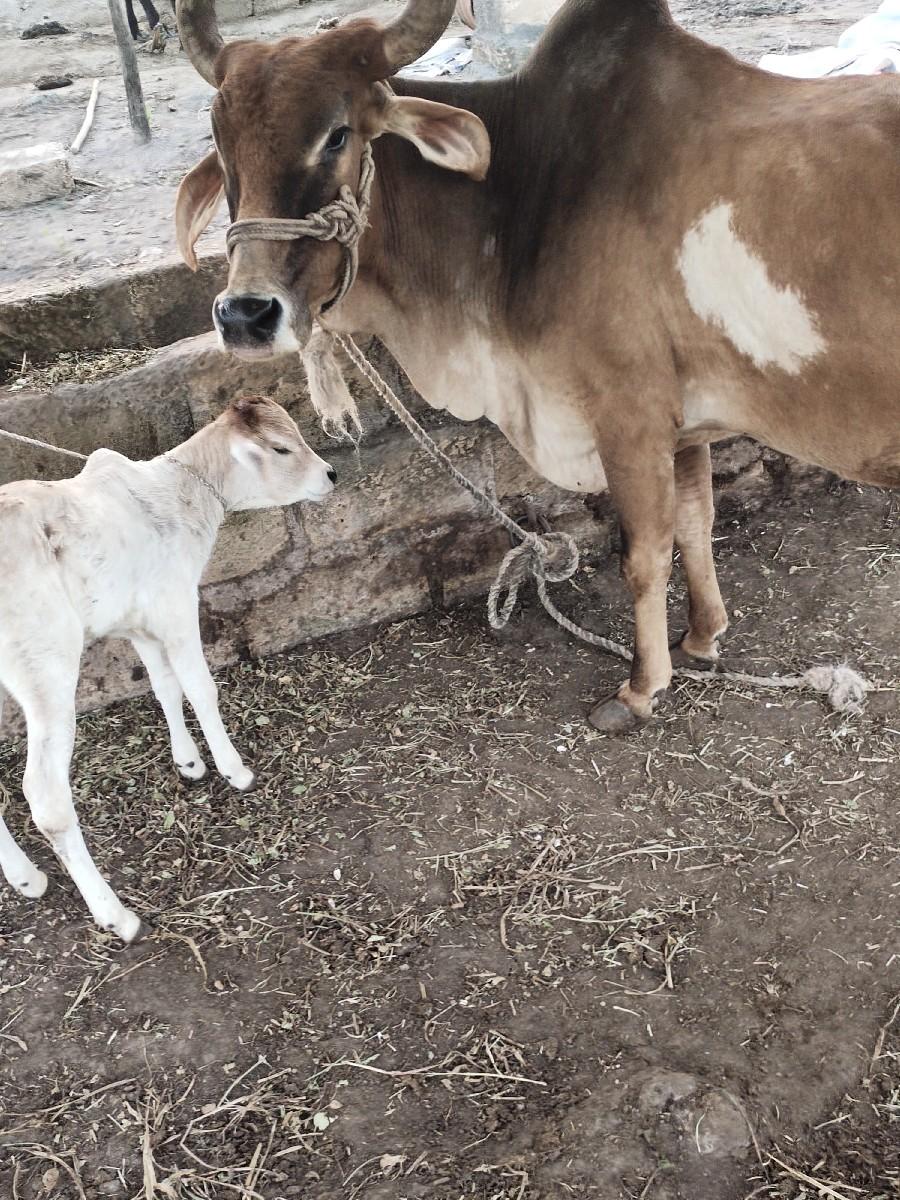 થંબનેલ 2