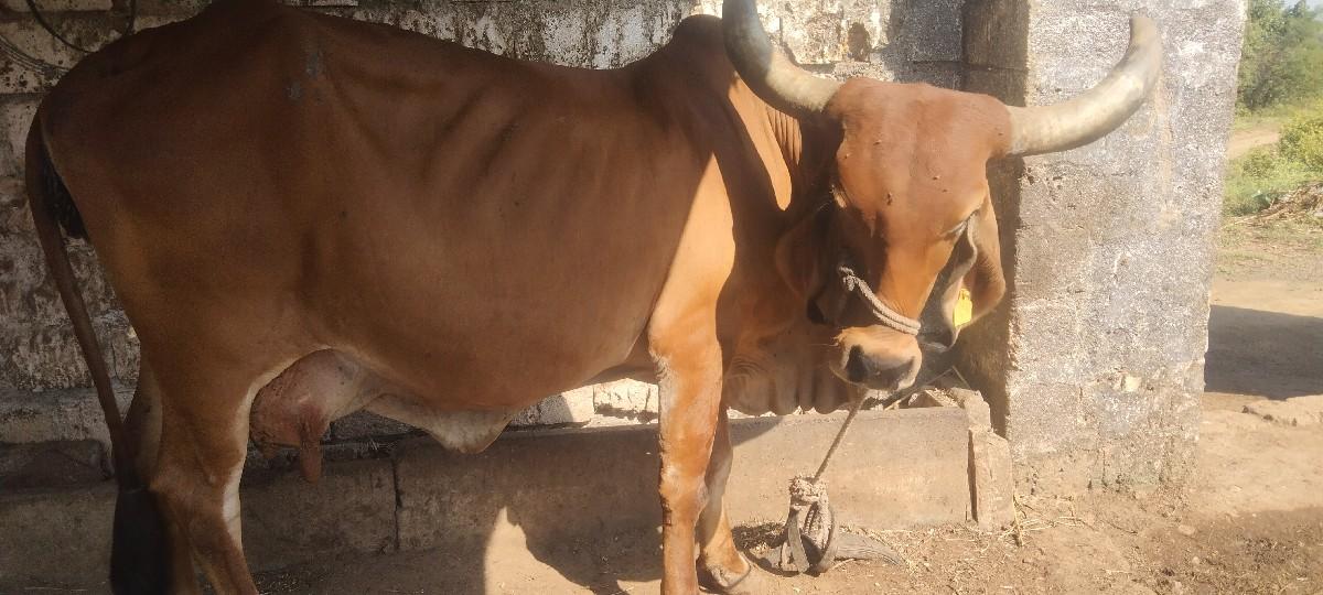 આ ગાય મફતમાં દેવાની છે