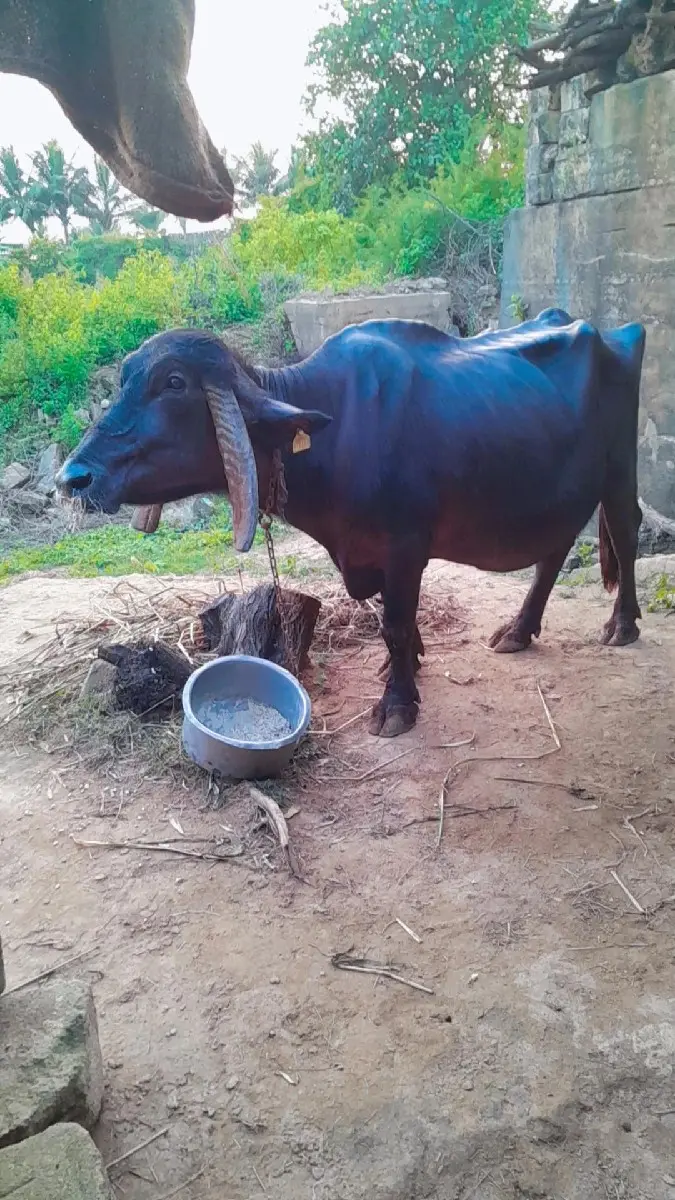 ભેસ વેસવા ની સે