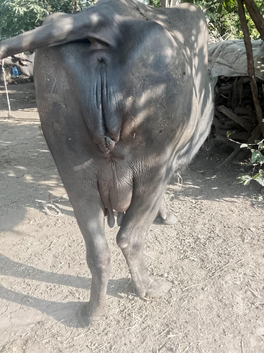 બીજા વેતર ની ભેંસ વેચવાની છે