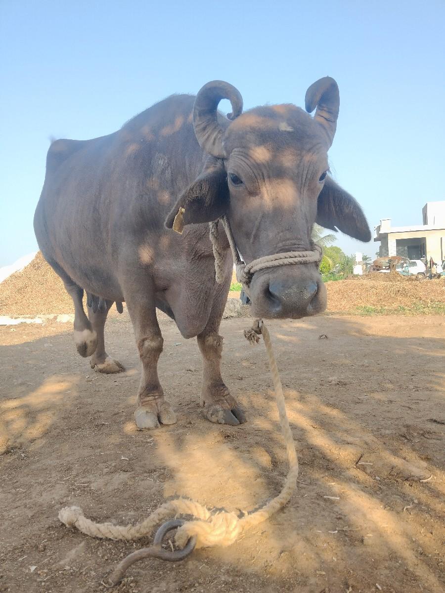 થંબનેલ 2