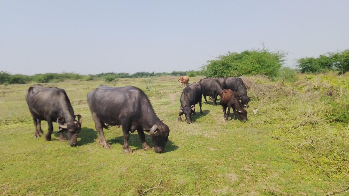 થંબનેલ 3