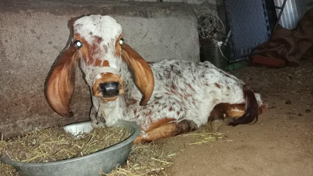 ગાય વેચવાની છે