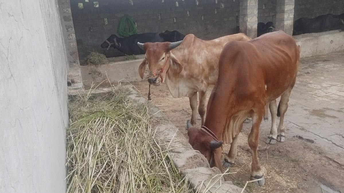 બરેજ ગામ બરેજ ગામ જીલ્લો પોરબંદર