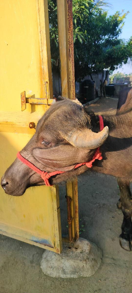 થંબનેલ 3