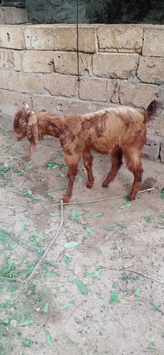 બે બકરા વેચવાના છે