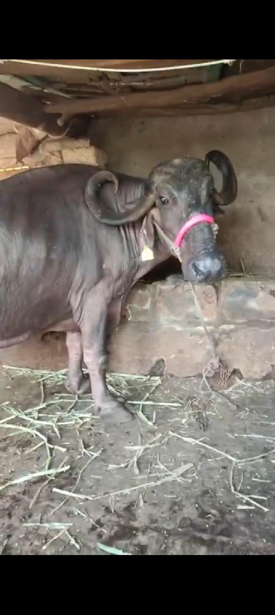 થંબનેલ 3