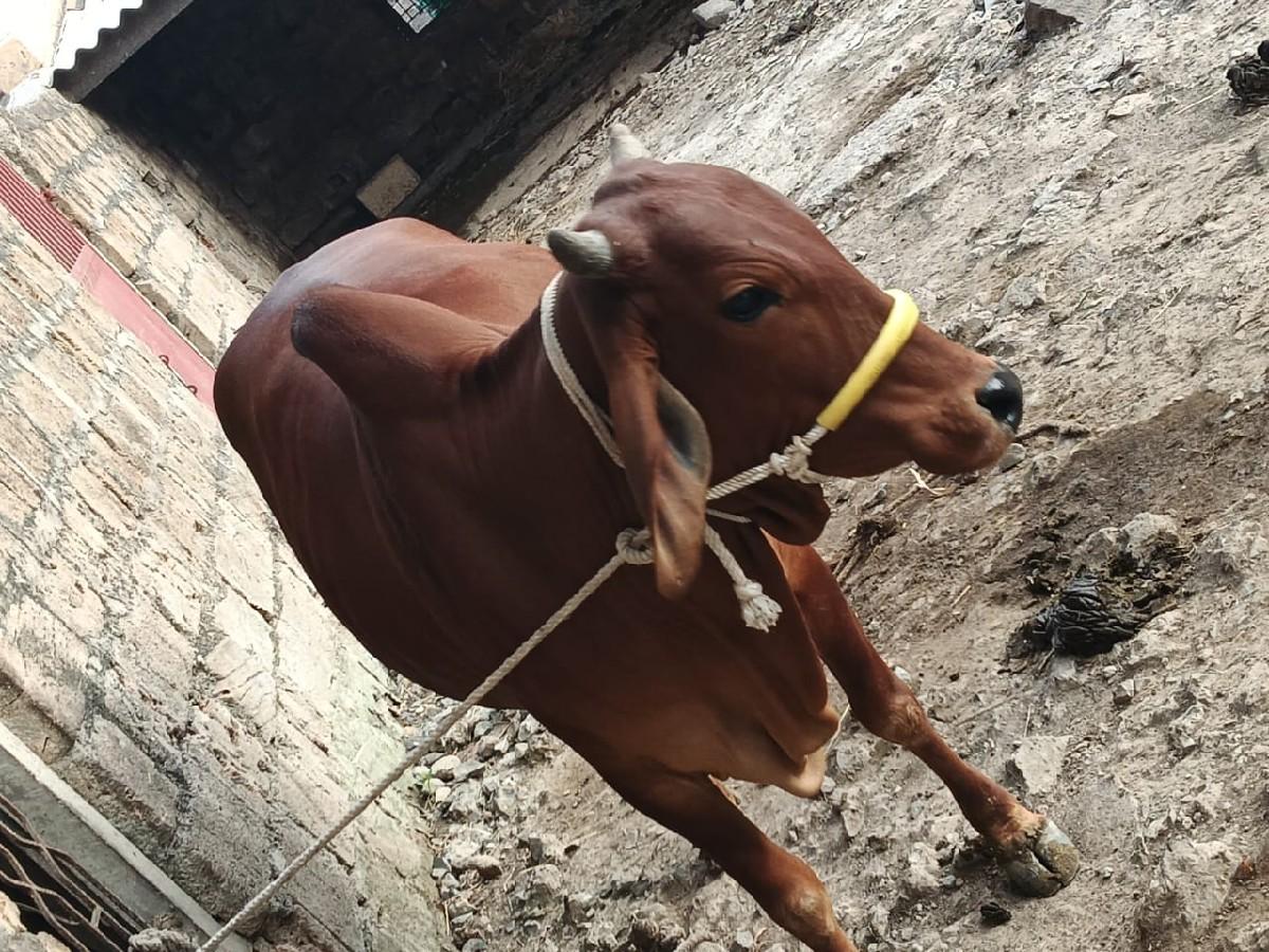 થંબનેલ 2