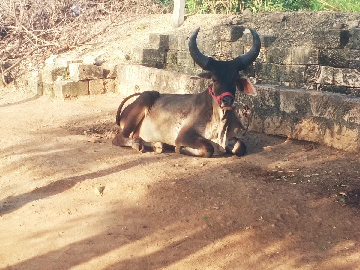 થંબનેલ 2