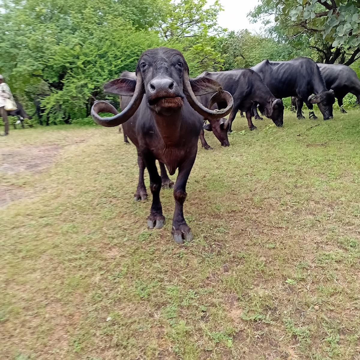 ભેસવેચવાનીછે