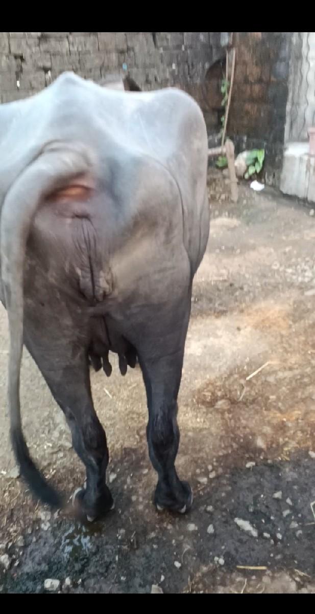 થંબનેલ 2