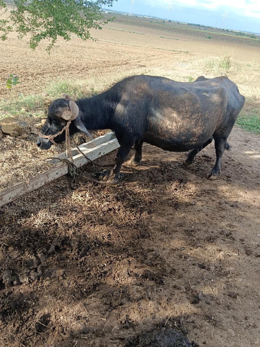 થંબનેલ 2