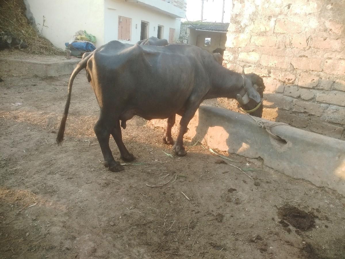 થંબનેલ 3