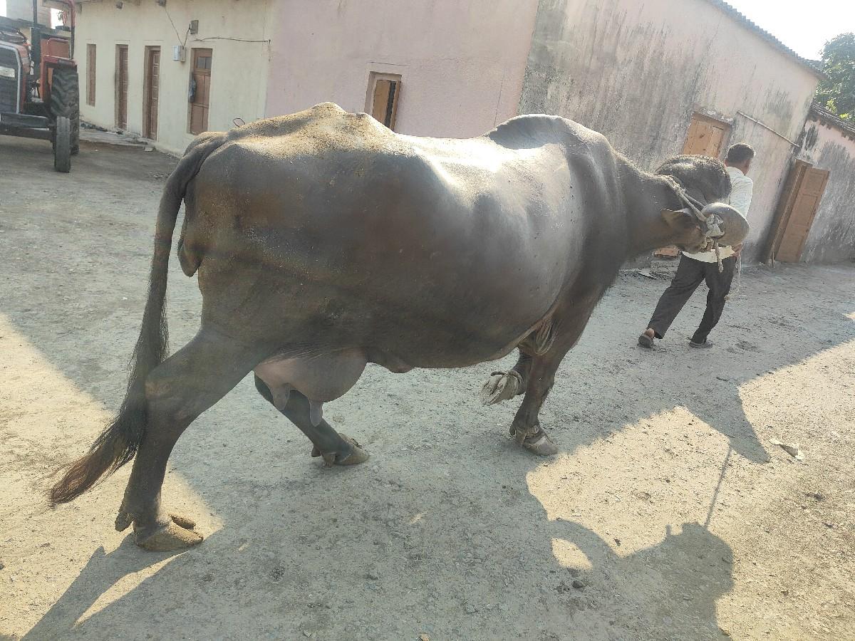 થંબનેલ 2