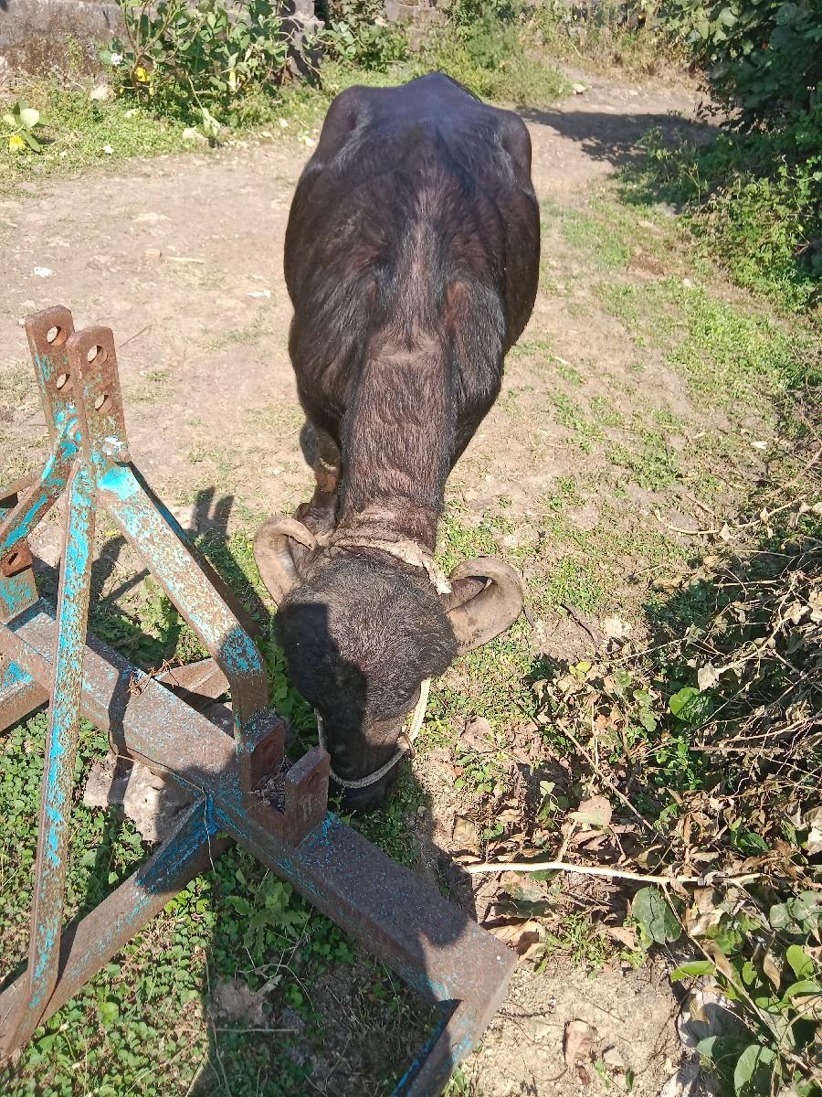 થંબનેલ 2