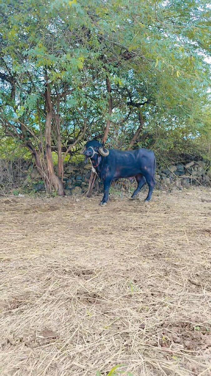 થંબનેલ 3