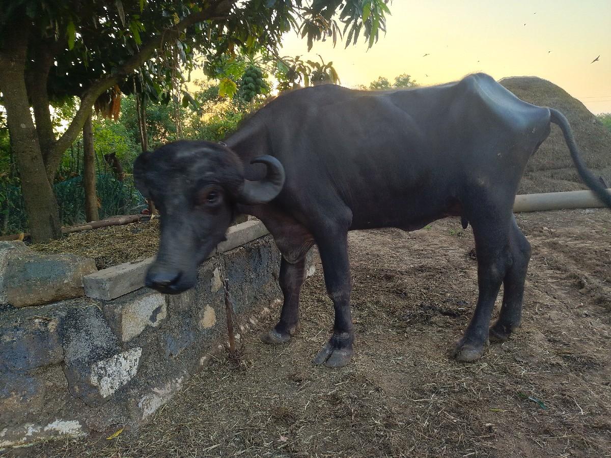 થંબનેલ 3