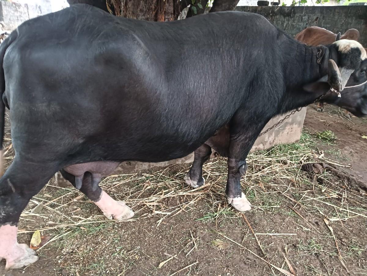 થંબનેલ 3