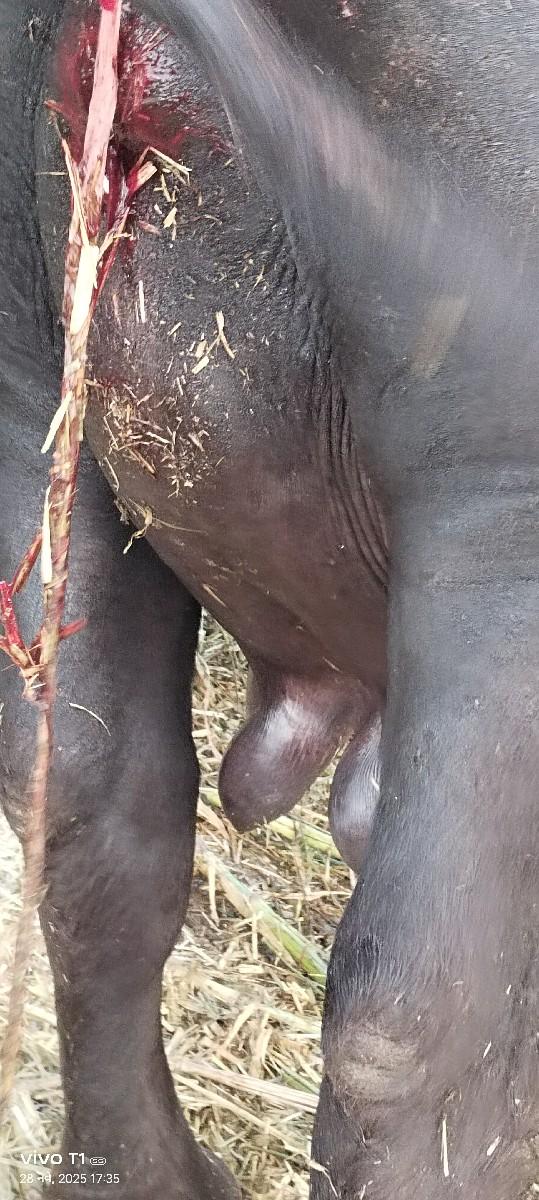 થંબનેલ 3