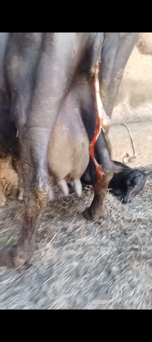 થંબનેલ 3