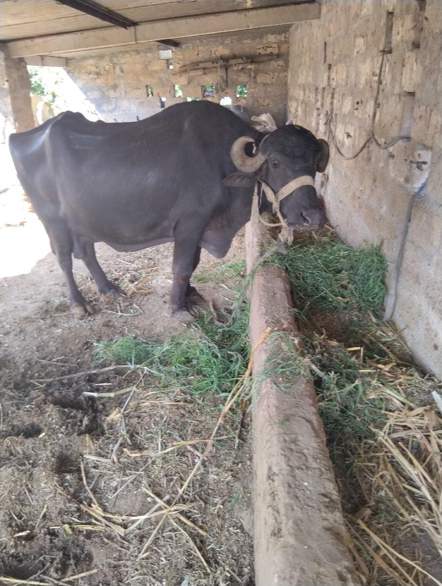 ભેંસ વેચવાની છે