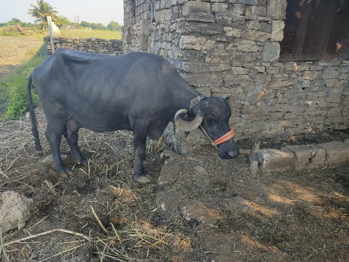 ભેંસ વેસવા ની છે