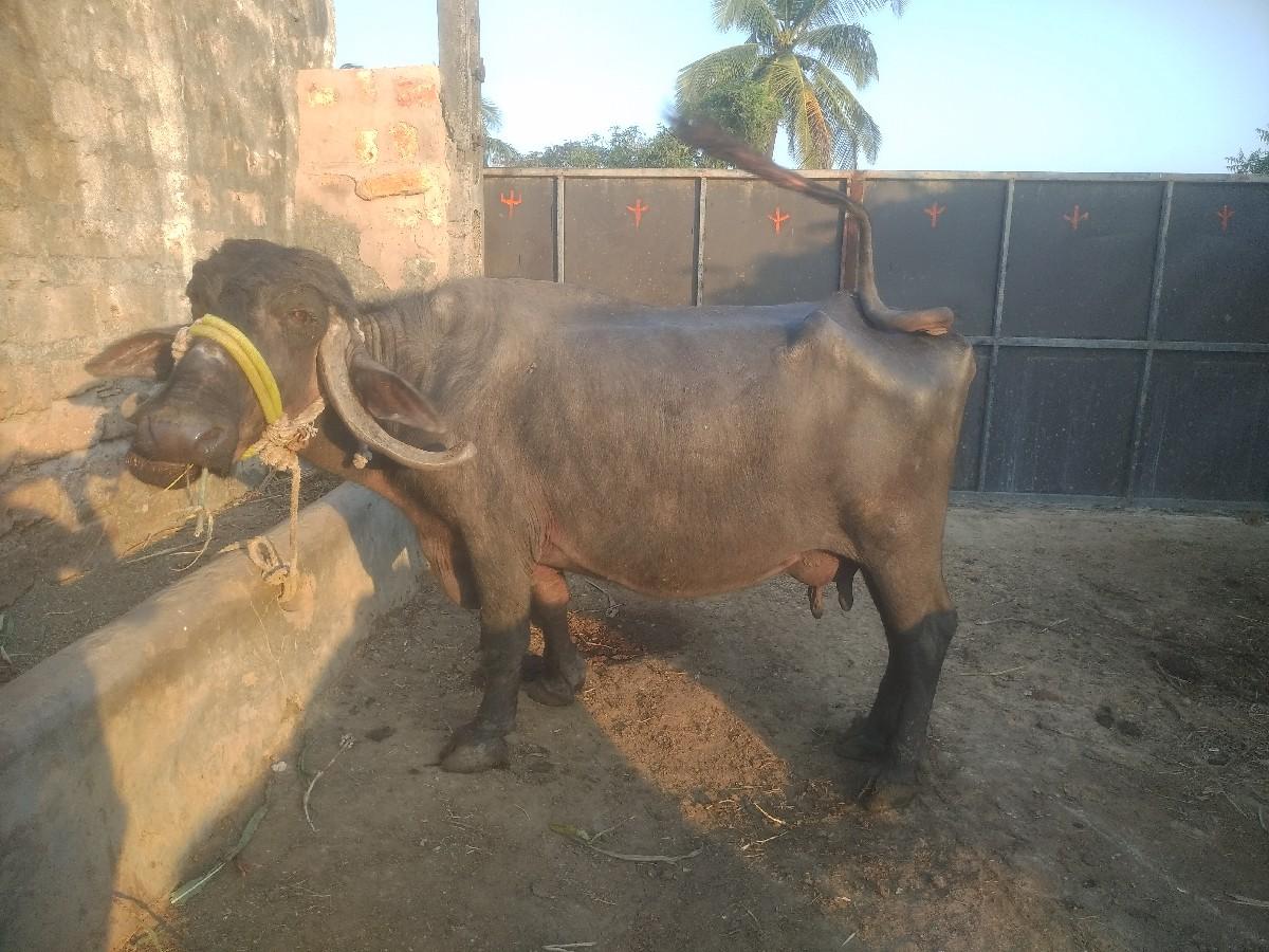 થંબનેલ 2