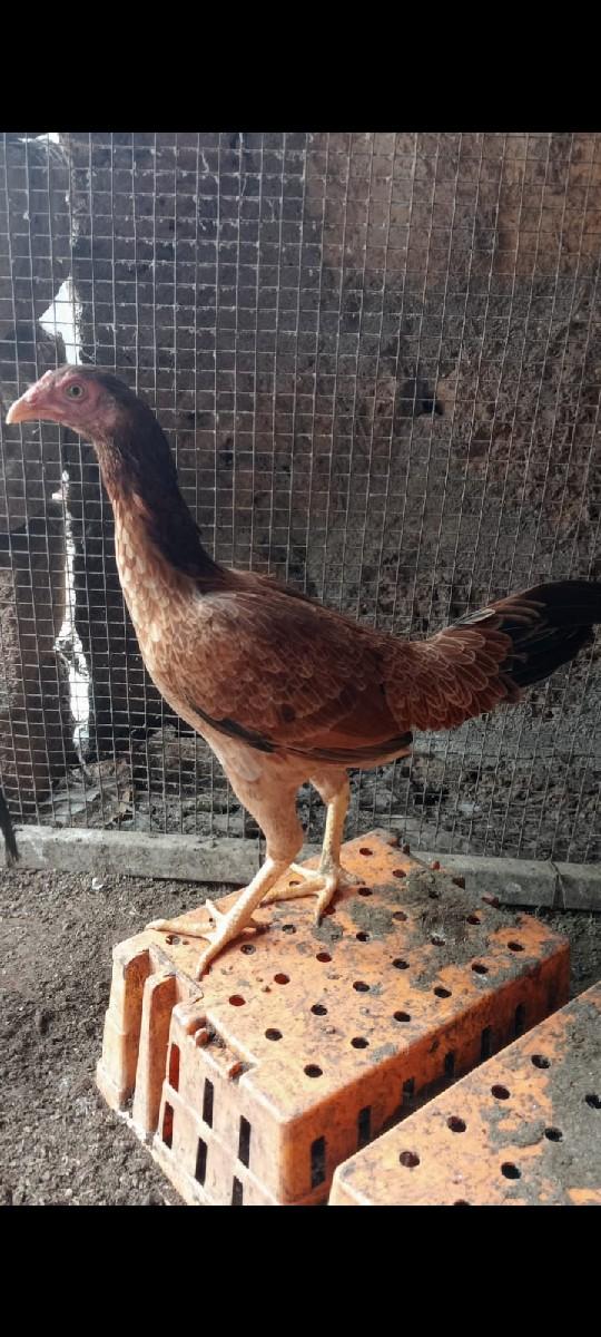 અસીલ ને સિલ્કી વેચવાના છે