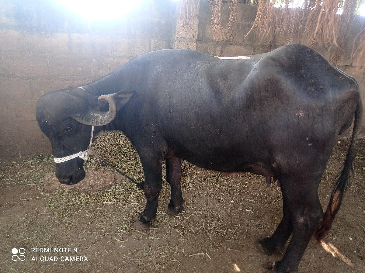 ખળેલી વેચવાની છે