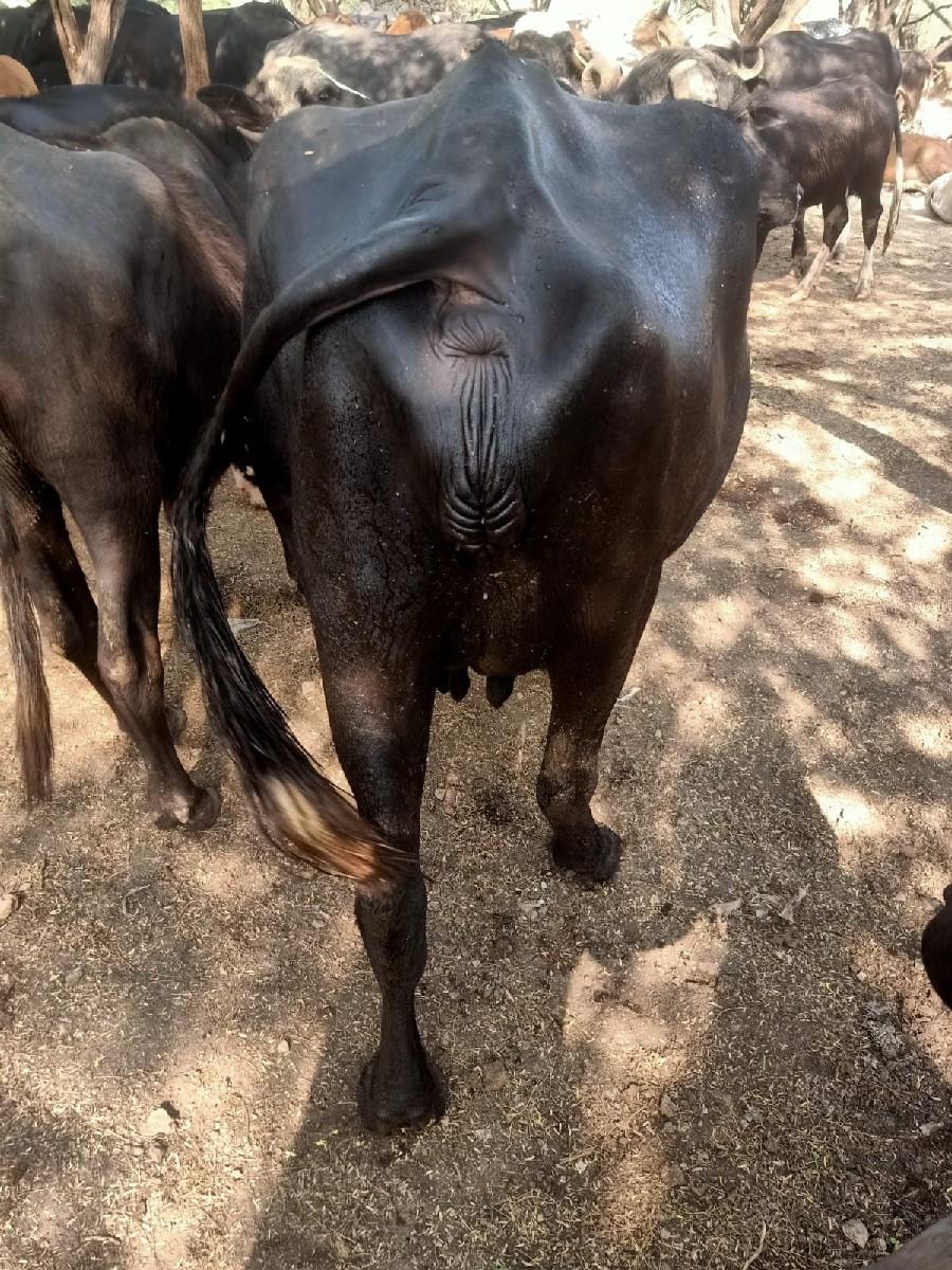 થંબનેલ 2