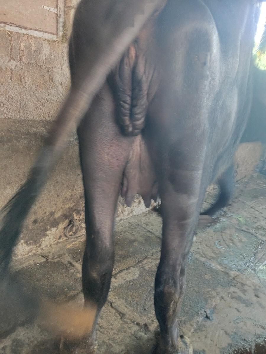 ખડેલી વેચવાની છે